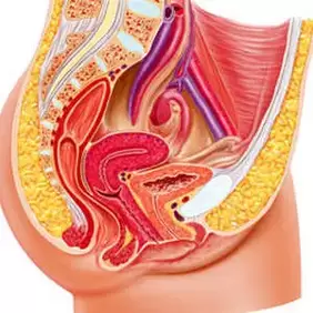 sistema urogenital feminino e punto gee
