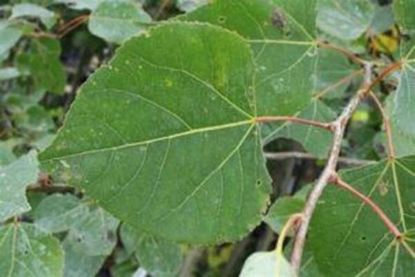 Aspen sae para curar a infusión